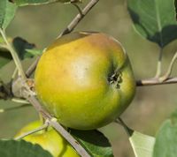 Dansk Rosenhæger æble